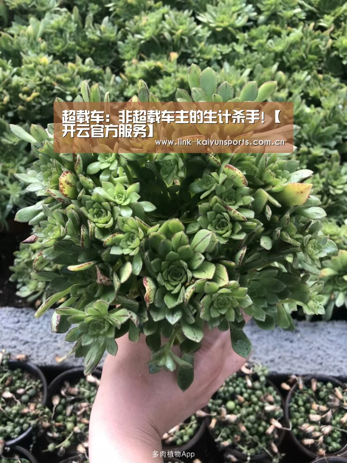 超载车:非超载车主的生计杀手!【开云官方服务】(图1) 开云热门赛事