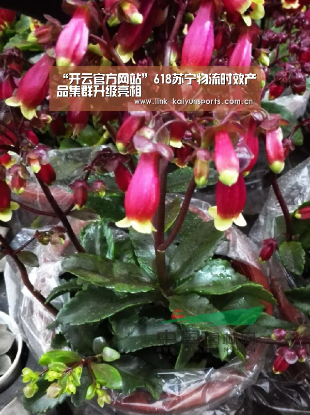 开云体育官网